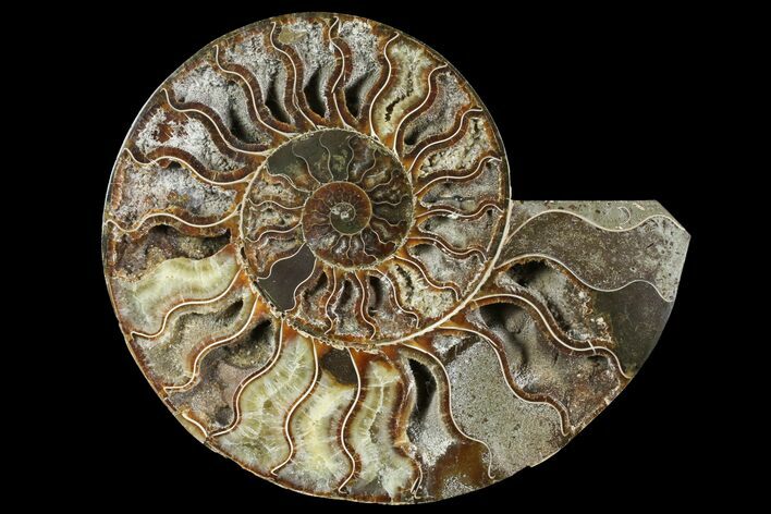 Cut Ammonite Fossil (Half) - Deep Crystal Pockets #97759